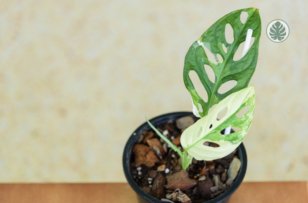 Monstera Adansonii variegado