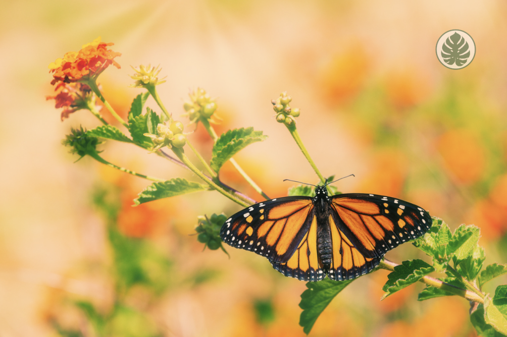 Lantana - Mariposas