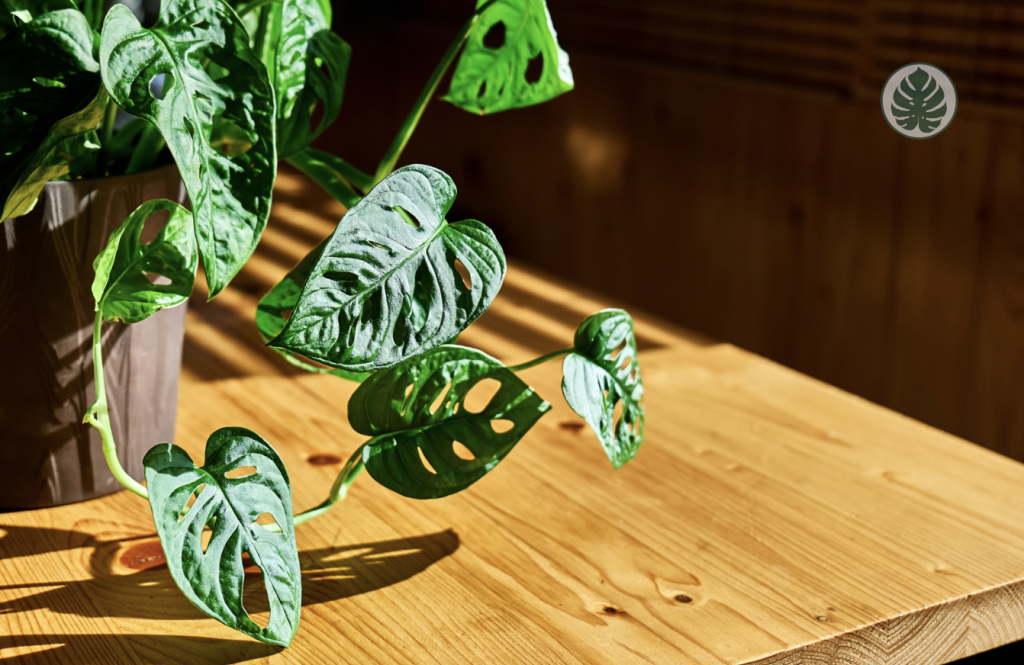 iluminacion plantas de interior