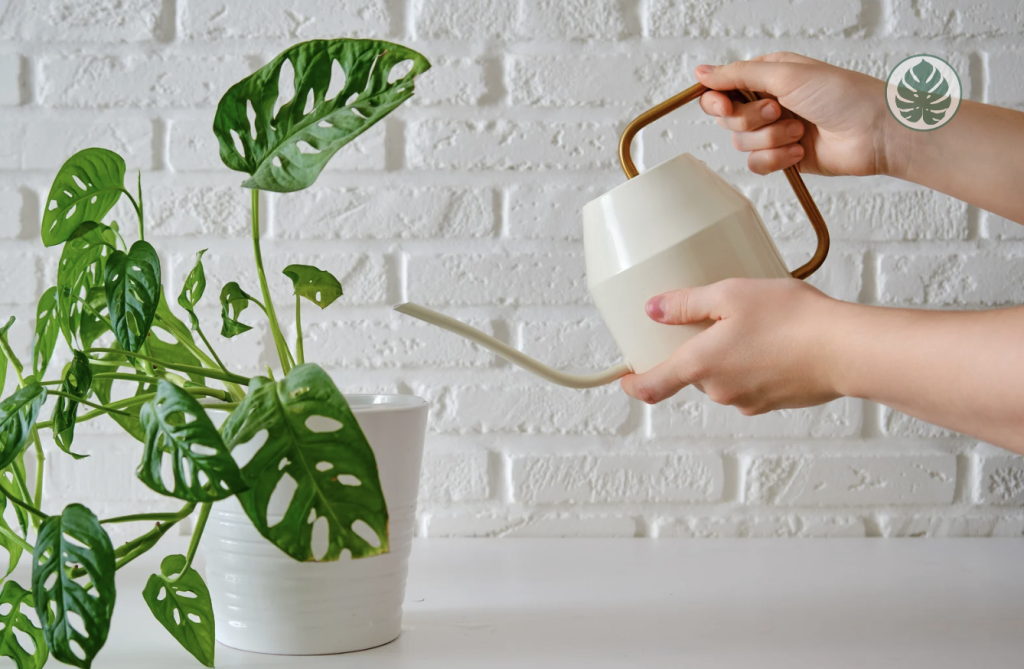 Monstera Adansonii - Riego