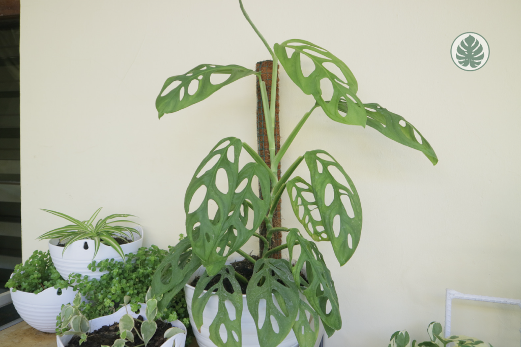Monstera Adansonii - Tutor y matenimiento