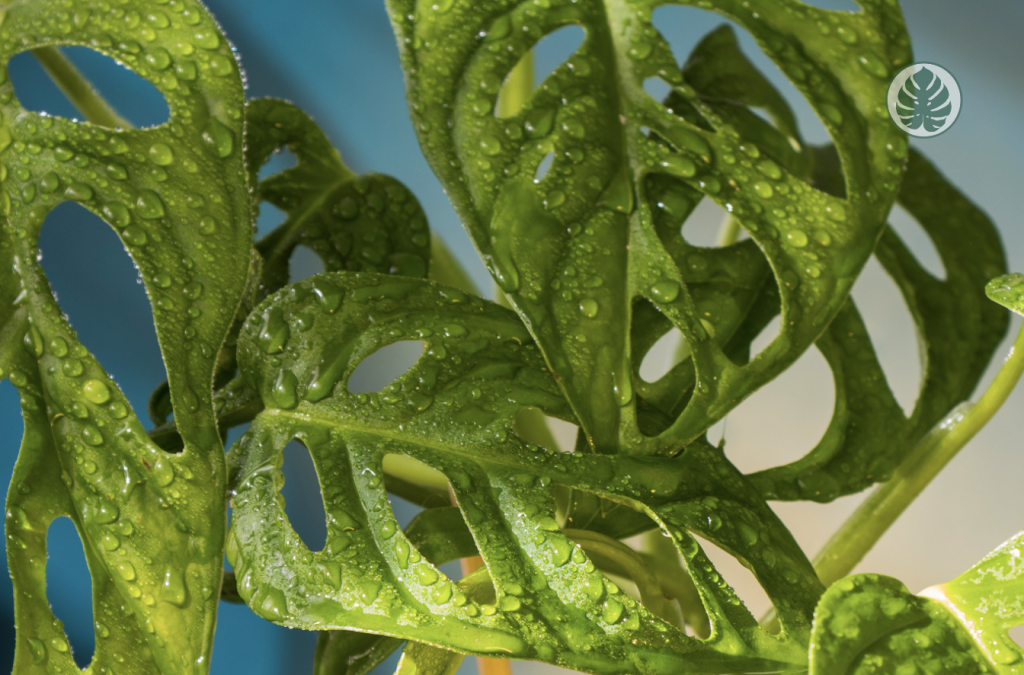 Problemas frecuentes y soluciones - Monstera Adansonii