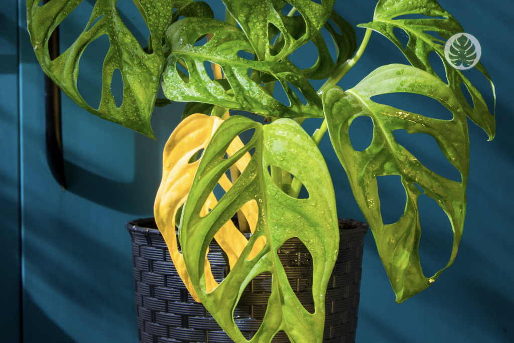 Monstera Adansonii - Hojas amarillas