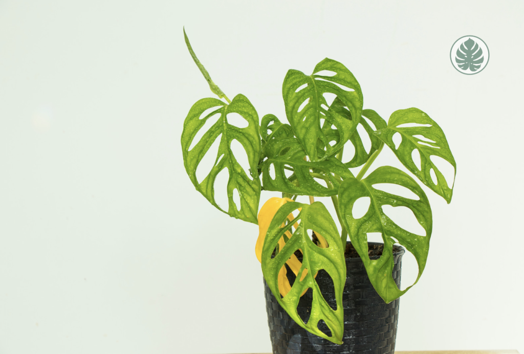 Monstera Adansonii