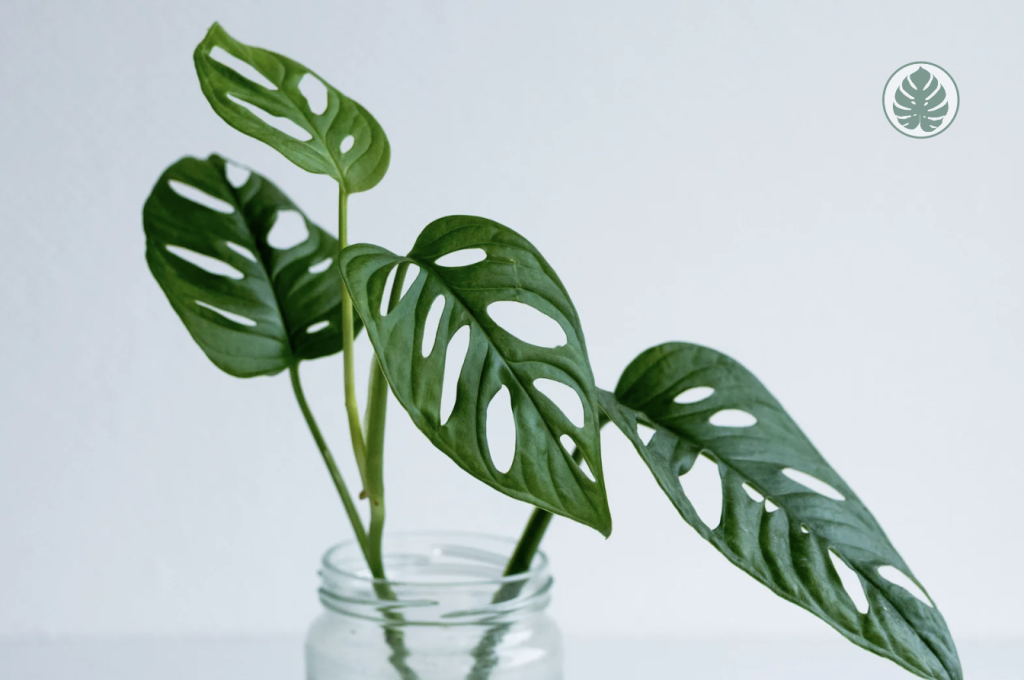 monstera Adansonii - esqueje en agua