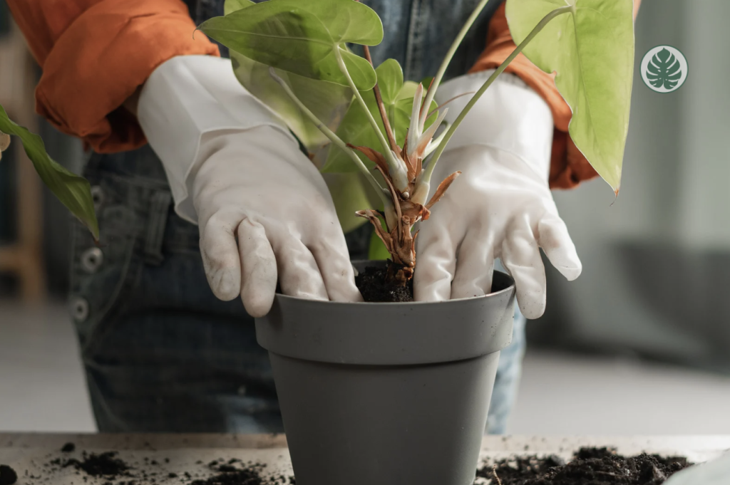 Tipos de sustratos para trasplantes