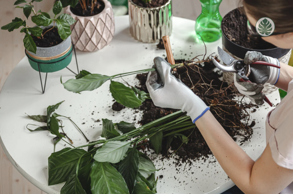Pasos para trasplantar una planta con éxito