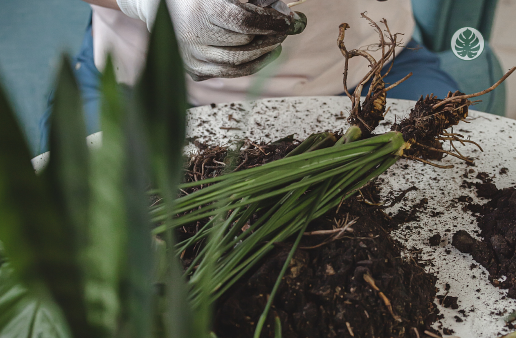 Actividades de temporada - Trasplantes