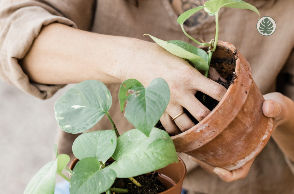 Preguntas frecuentes - sobre el trasplante de plantas