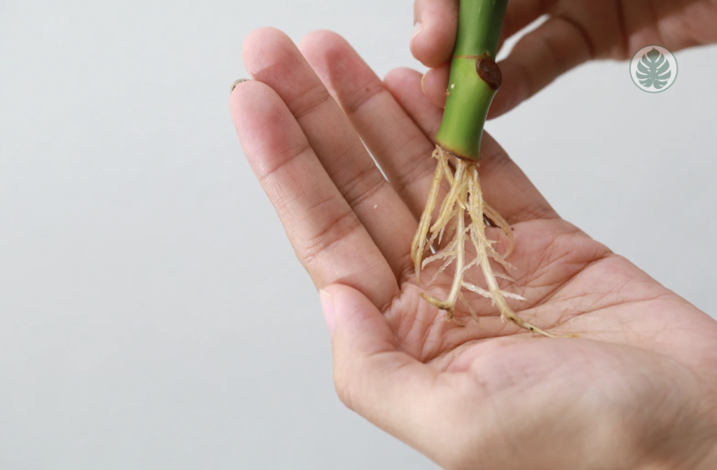 Gomero en agua trasplante