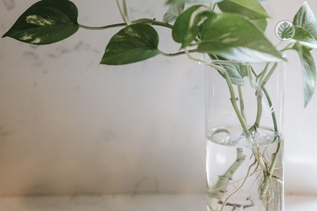 esqueje en agua potho