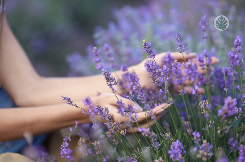 planta de lavanda - cuidados