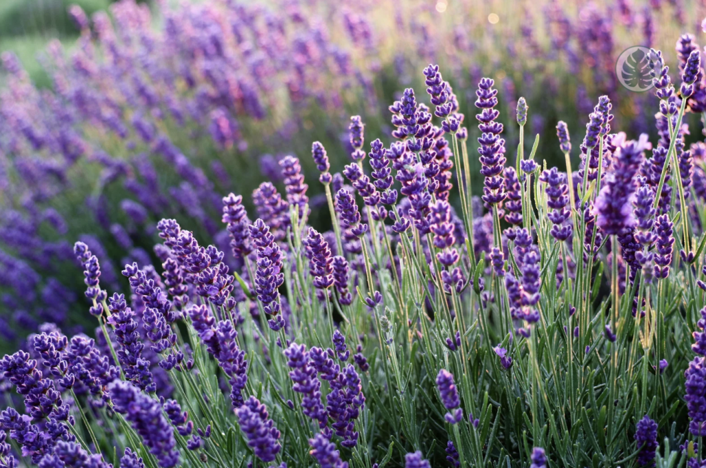 planta de lavanda