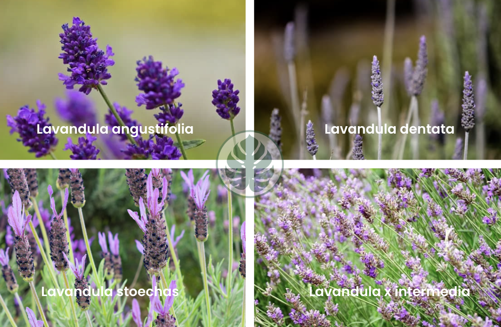 Tipos de lavanda