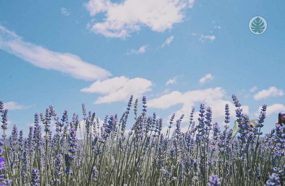 lavanda