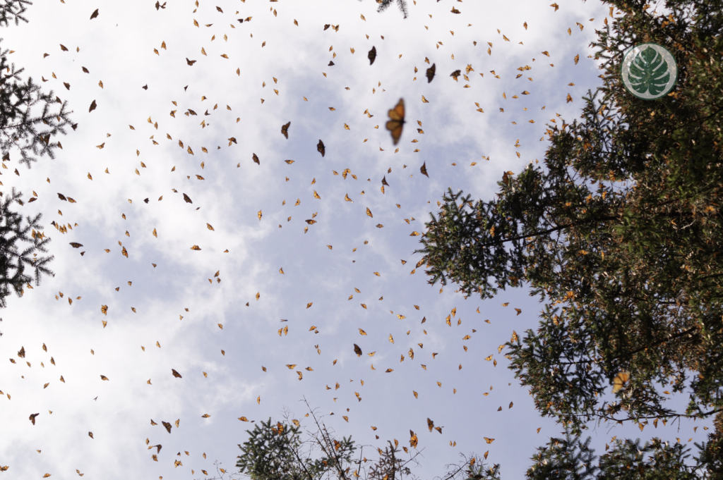 Plantas para atraer mariposas 
