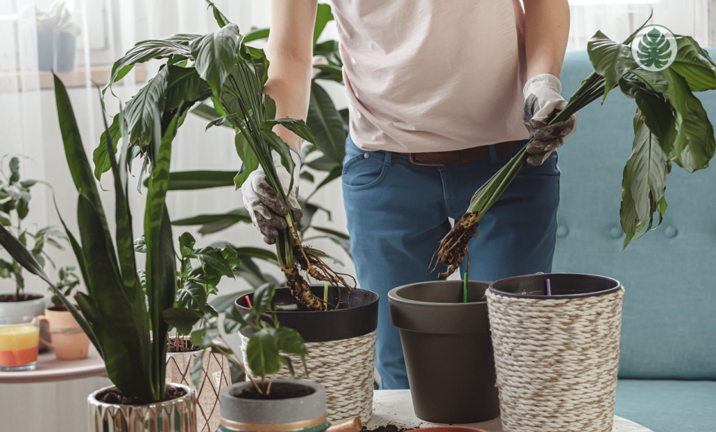Plantas de interior con problemas