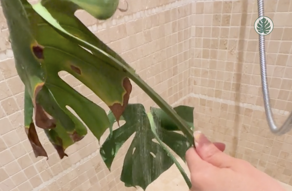 aportes de humedad, arañuela roja