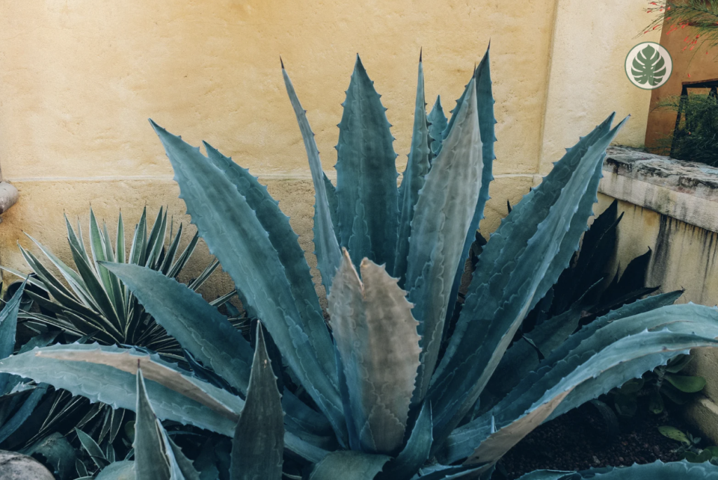 agave