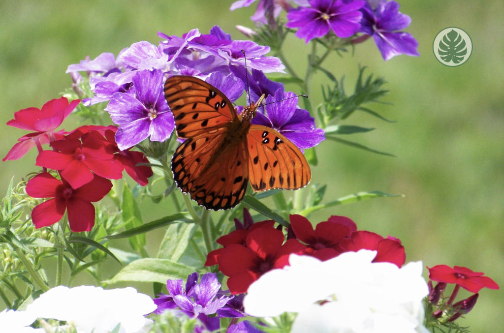 Petunias - Mariposas